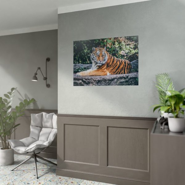Tiger Sitting on Rock  Poster
