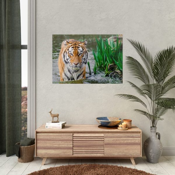 Tiger Walking  Poster