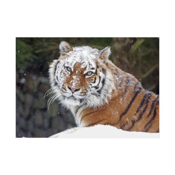 Free Siberian Tiger Poster