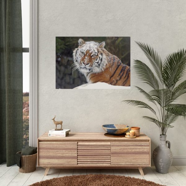Free Siberian Tiger Poster