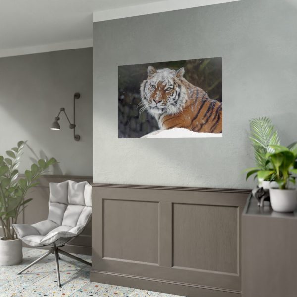 Free Siberian Tiger Poster