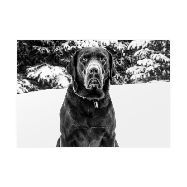 92409-320.jpg Puka the Chocolate Lab by Carol M. Highsmith Poster