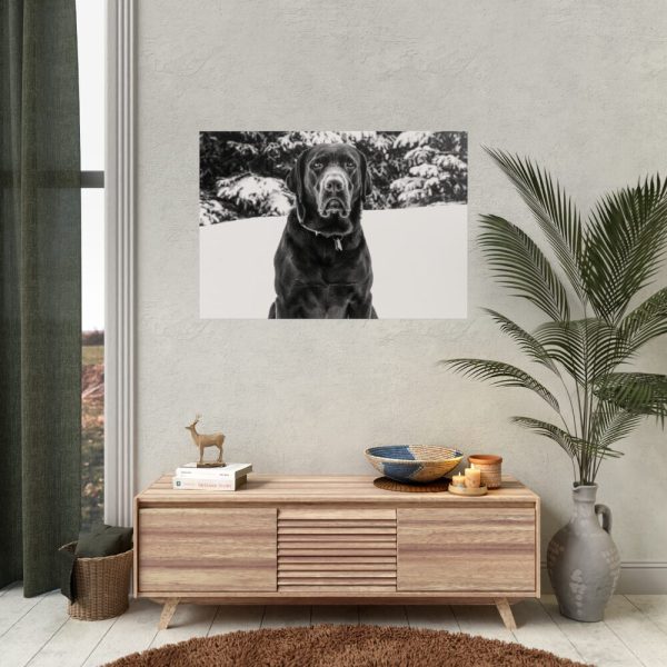 92409-321.jpg Puka the Chocolate Lab by Carol M. Highsmith Poster