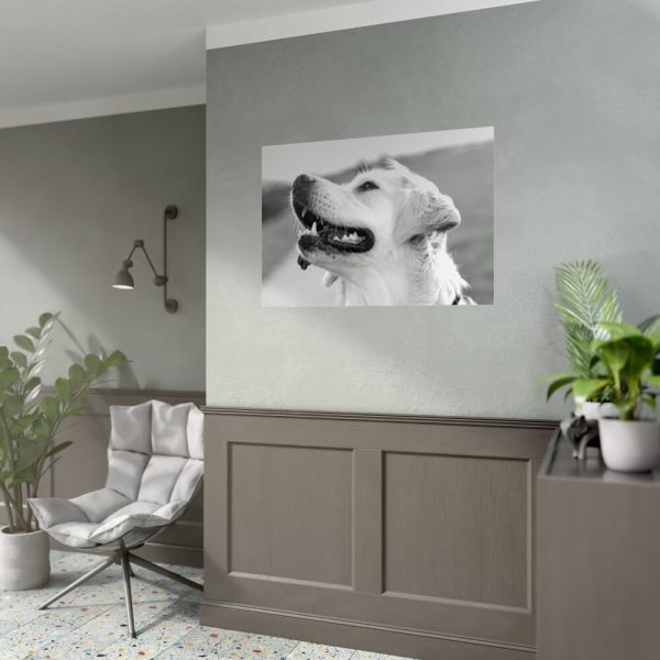 92409-325.jpg Labrador Retriever Dog in Black and White Poster