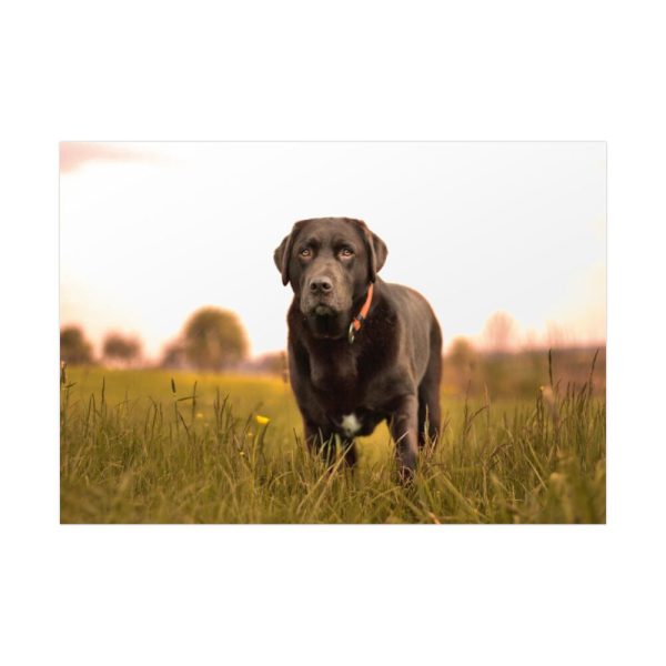 92409-326.jpg Black Labrador Retriever in Grass Field Poster