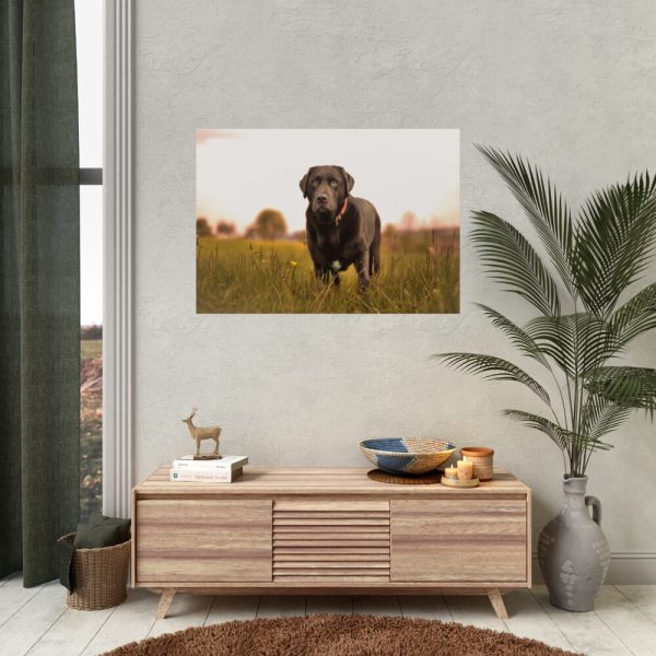 92409-327.jpg Black Labrador Retriever in Grass Field Poster