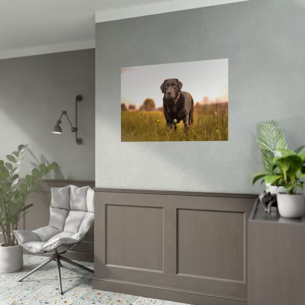 92409-328.jpg Black Labrador Retriever in Grass Field Poster