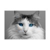 92409-341.jpg Cute Maine Coon Cat Poster