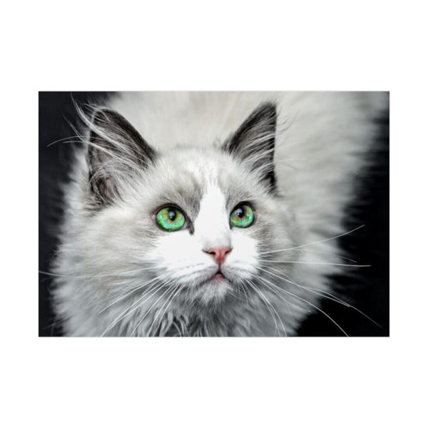 92409-356.jpg Cat with Green Blue Eyes Poster