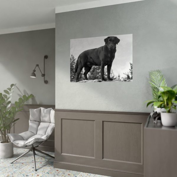 Black Labrador Dog Poster