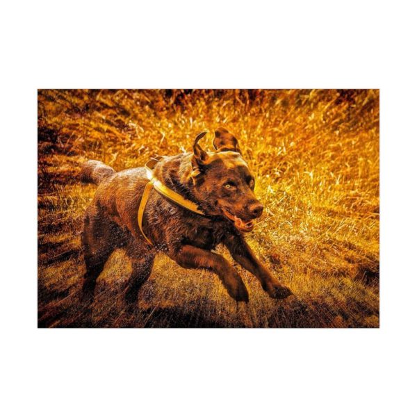 92409-368.jpg Black Labrador Runing in Field Poster