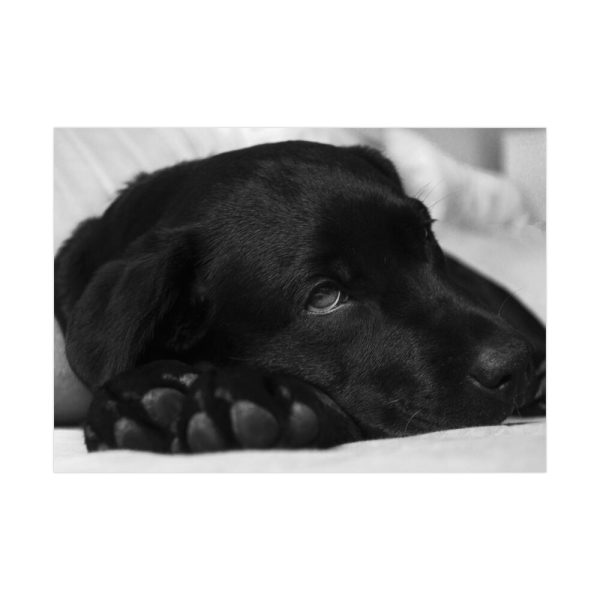 Sleepy Black Labrador Poster