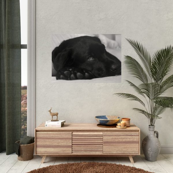 Sleepy Black Labrador Poster