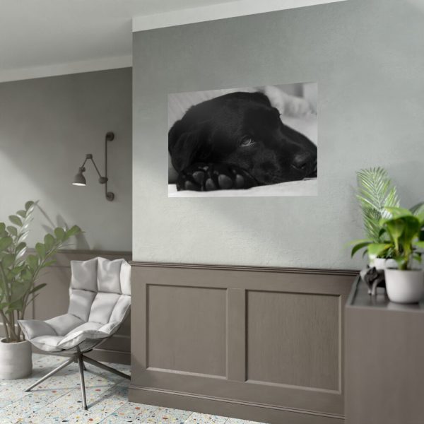 Sleepy Black Labrador Poster