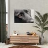92409-375.jpg Beautiful Labradors Eyes Poster