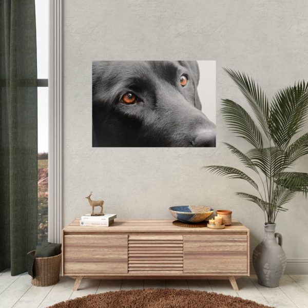 92409-375.jpg Beautiful Labradors Eyes Poster