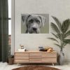 92409-378.jpg Grey Labrador with Blue Eyes Poster