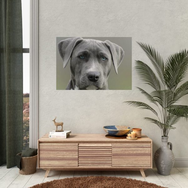 92409-378.jpg Grey Labrador with Blue Eyes Poster