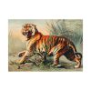 92409-383.jpg Royal Bengal Tiger by John Karst Poster