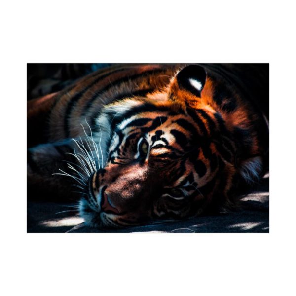 92409-389.jpg Close-up Tiger Head Resting in the Shade Poster