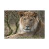 92409-39.jpg Beautiful Male Lion Poster