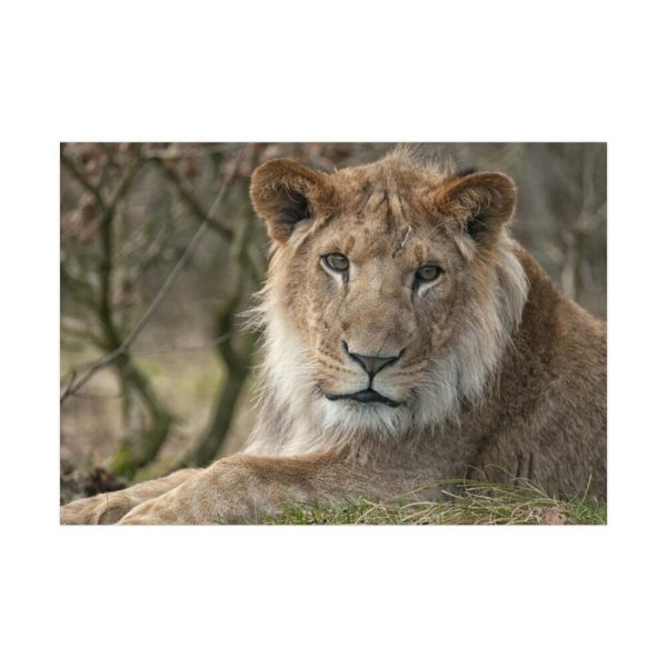 92409-39.jpg Beautiful Male Lion Poster
