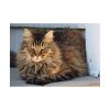 92409-395.jpg Brown Tabby Maine Coon Cat Poster