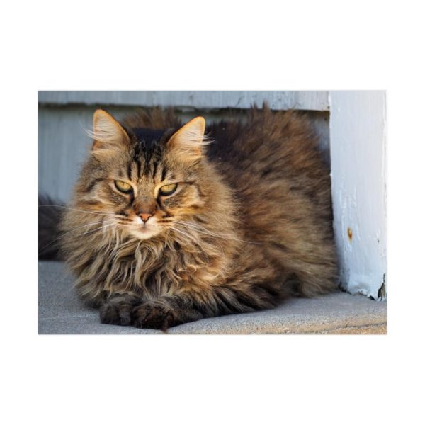92409-395.jpg Brown Tabby Maine Coon Cat Poster