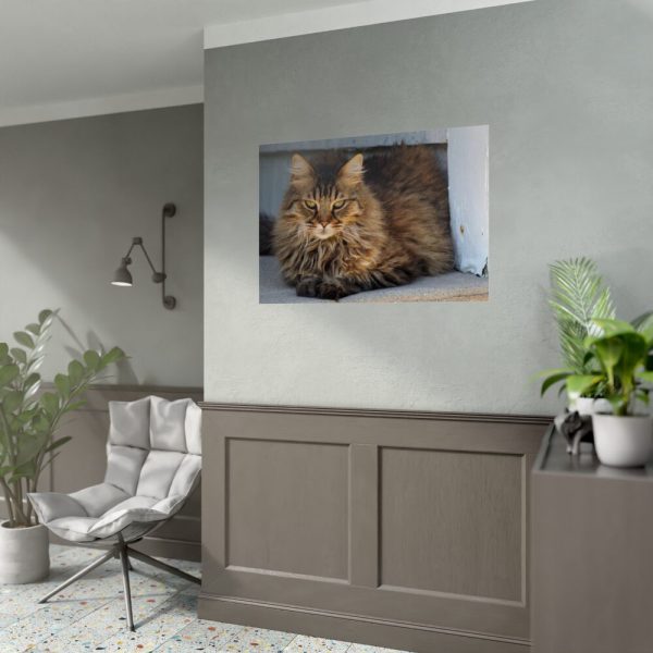 92409-397.jpg Brown Tabby Maine Coon Cat Poster