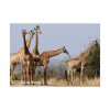 92409-401.jpg Free Giraffes in the Wild Poster