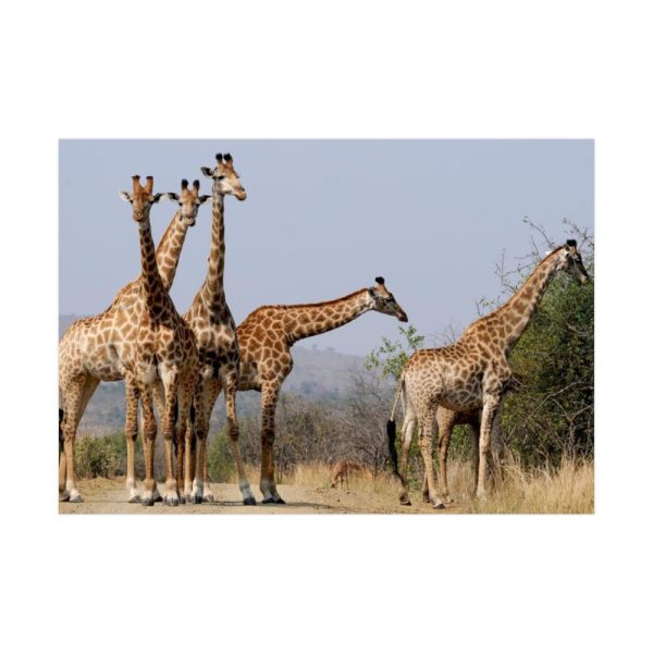 92409-401.jpg Free Giraffes in the Wild Poster