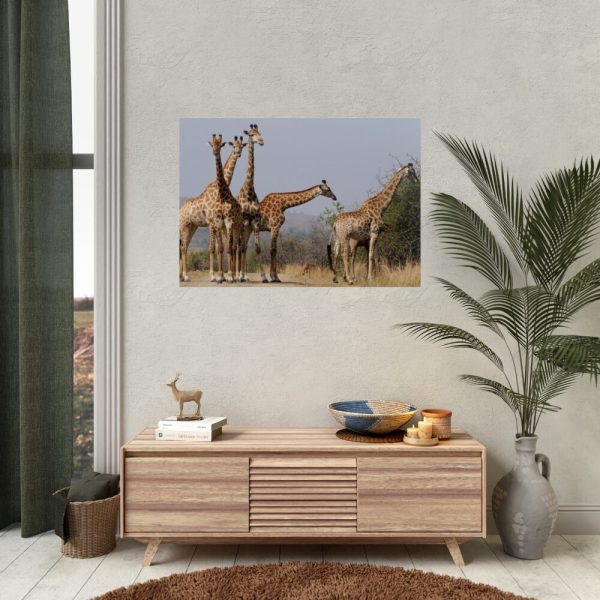 92409-402.jpg Free Giraffes in the Wild Poster
