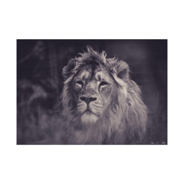 92409-407.jpg Close Up Shot of a Lion's Face in Black and White Poster