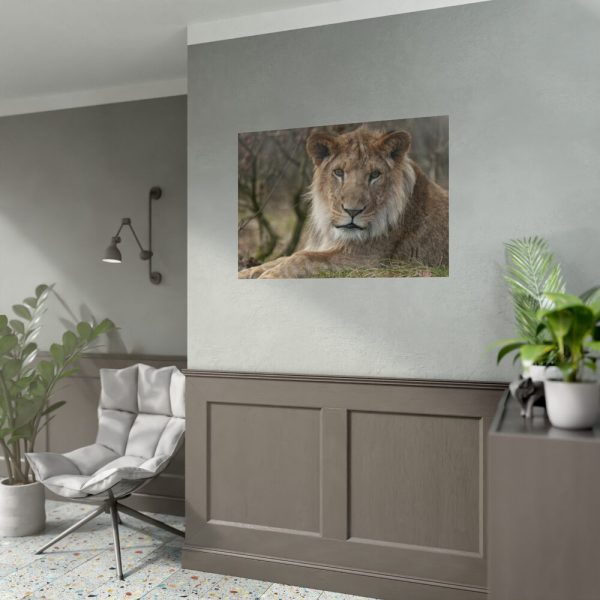 92409-41.jpg Beautiful Male Lion Poster