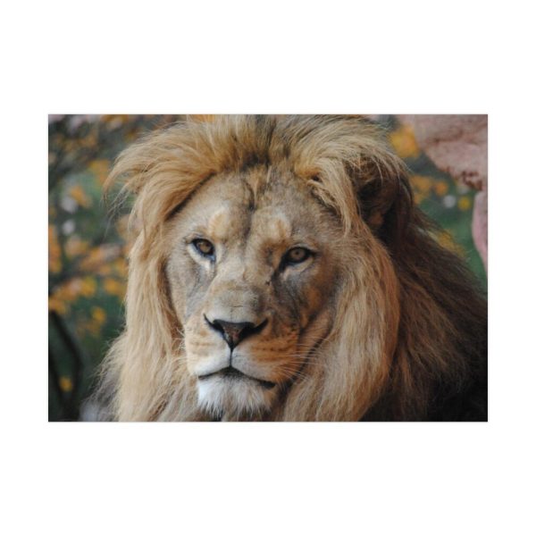 Lion Face Closeup Poster