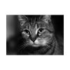 Cute European Shorthair Cat Poster