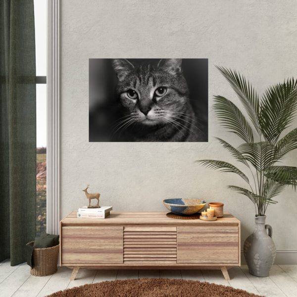 Cute European Shorthair Cat Poster