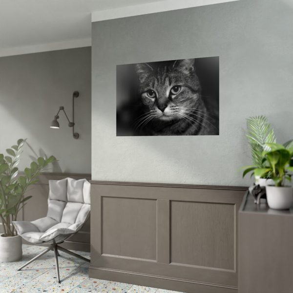 Cute European Shorthair Cat Poster