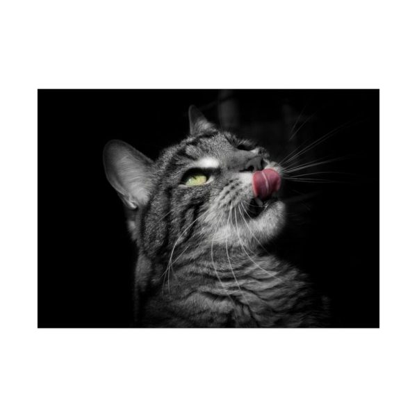 Cute Striped Cat Poster