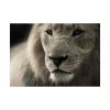 Lion King Face Poster
