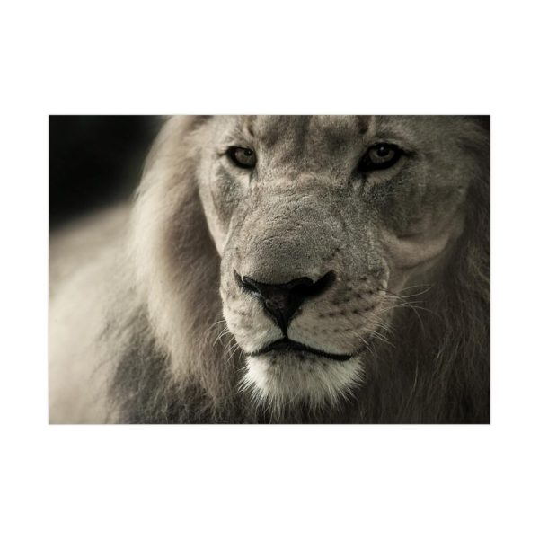 Lion King Face Poster