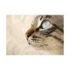92409-449.jpg Cat with Large Blue Eye Poster