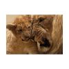 92409-45.jpg Lion Family Poster