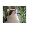 92409-452.jpg Cat and Lavender Poster