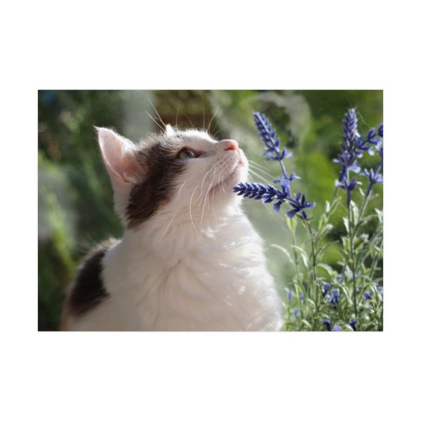 92409-452.jpg Cat and Lavender Poster