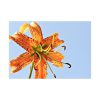 Lily Flower Poster