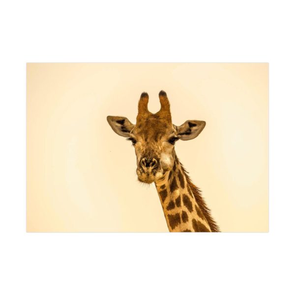 92409-470.jpg A Close up Geoffrey The Giraffe Poster