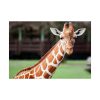 92409-476.jpg Giraffe at The Montgomery Zoo in Oak Park Poster
