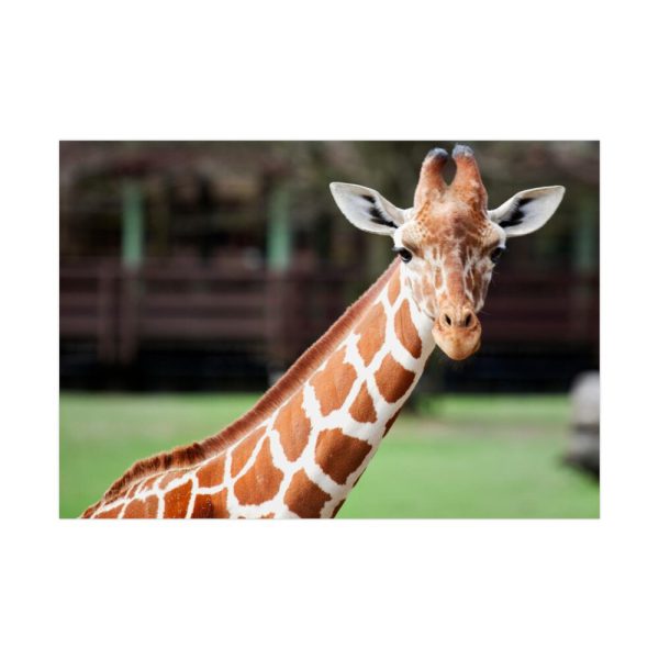 92409-476.jpg Giraffe at The Montgomery Zoo in Oak Park Poster
