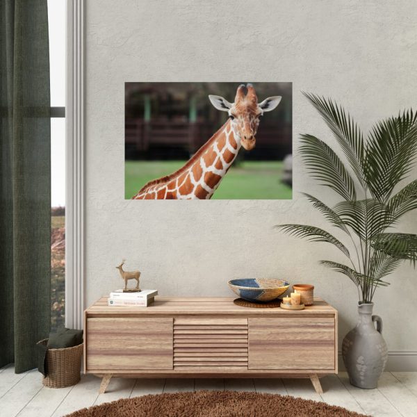 92409-477.jpg Giraffe at The Montgomery Zoo in Oak Park Poster